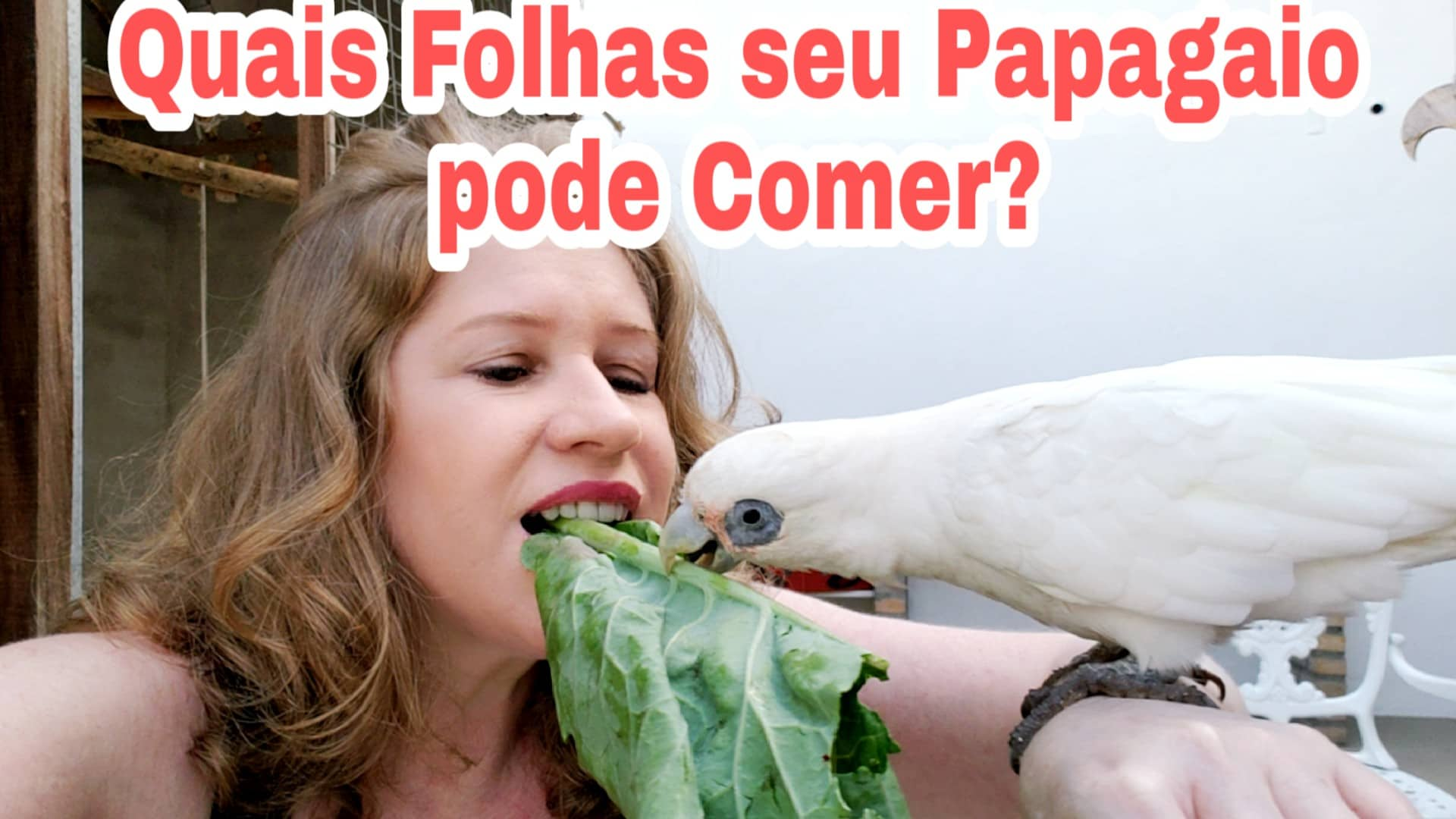 Quais Folhas o Meu Papagaio Pode Comer Diário de um Papagaio