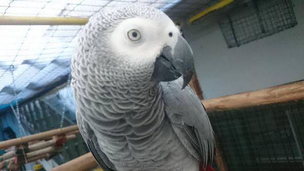 Lolla Papagaio do Congo