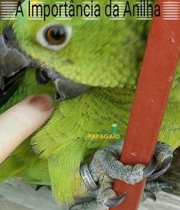 A comida aparecer na boca do papagaio enquanto ele come (não achei imagem  ilustrativa no jogo) : r/adicionalogo