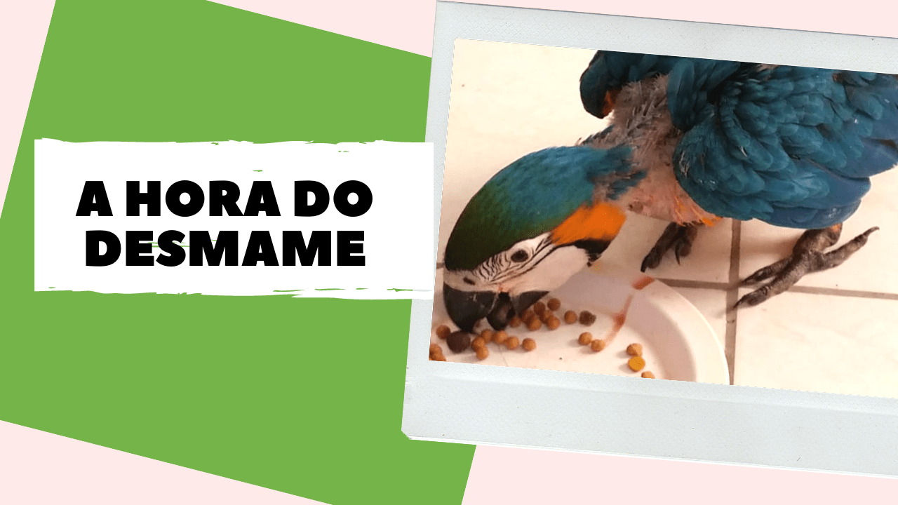 Você sabe se papagaio pode comer carambola? Descubra!